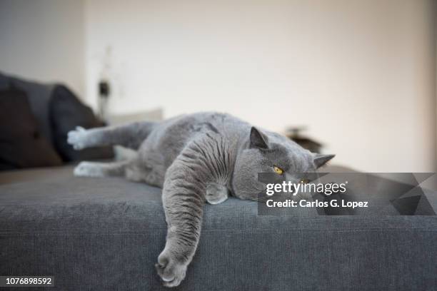 british short hair cat stretching on sofa with leg hanging out - couch potato stockfoto's en -beelden