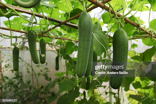 greenhouse with growing cucumbers - cucumber stock pictures, royalty-free photos & images