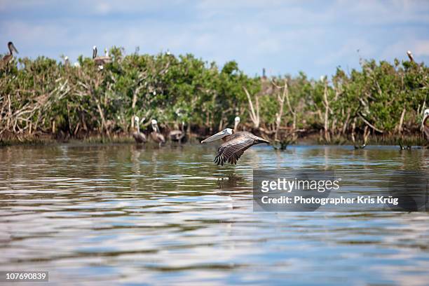 a brown pelican flies low to the water's surface - louisiana stock pictures, royalty-free photos & images