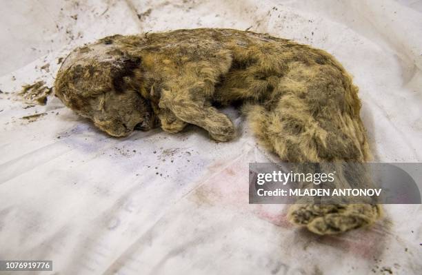 Valery Plotniko , a palaeontologist at the Yakutia Academy of Sciences, studies a rare prehistoric cave lion cub on November 28, 2018. - Crouching...