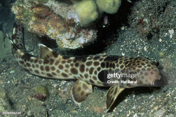 milne bay epaulette shark - epaulette shark stock pictures, royalty-free photos & images