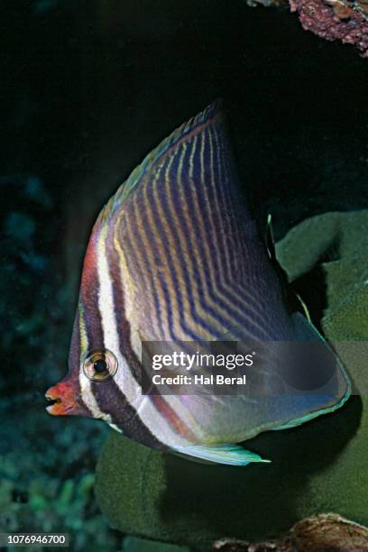15 Triangular Butterflyfish Stock Photos, High-Res Pictures, and Images ...