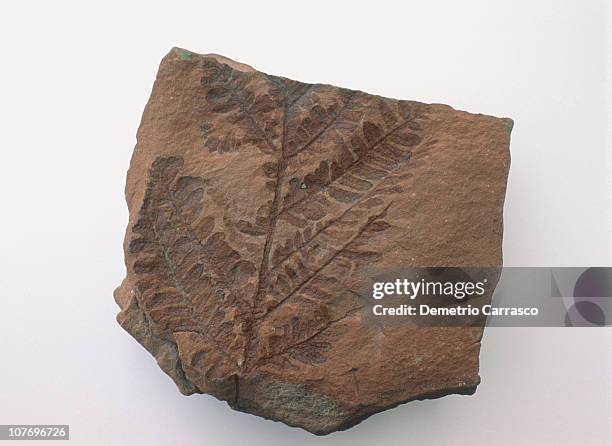 fossilized seedfern leaf found in the grand canyon - fern fossil stock pictures, royalty-free photos & images