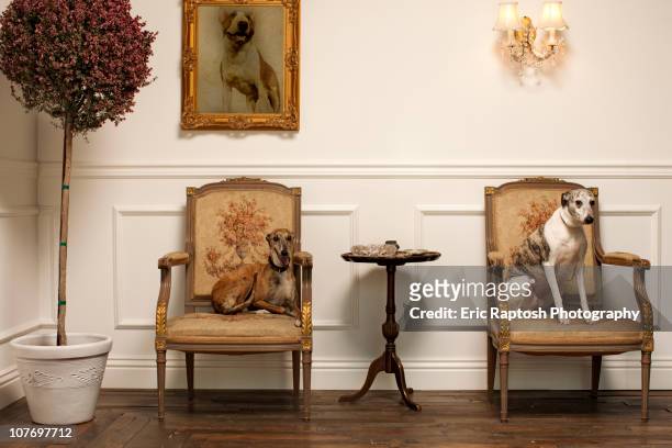dogs sitting on elegant chairs - antique furniture stock pictures, royalty-free photos & images