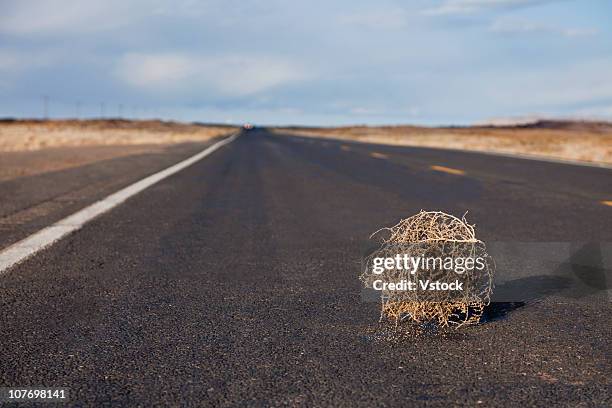 usa, arizona, tumbleweed on highway - tumbleweed stock pictures, royalty-free photos & images