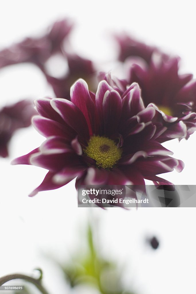 USA, New York, New York City, Daisy flower head