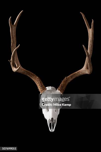 deer skull on black background - deer skull stock pictures, royalty-free photos & images