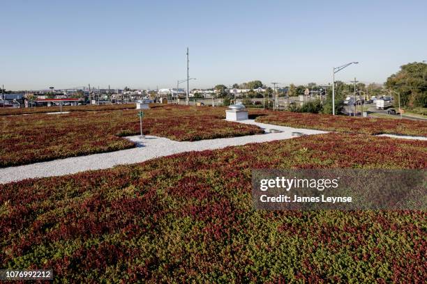 vegetation grows on a green roof . - green roof stock pictures, royalty-free photos & images