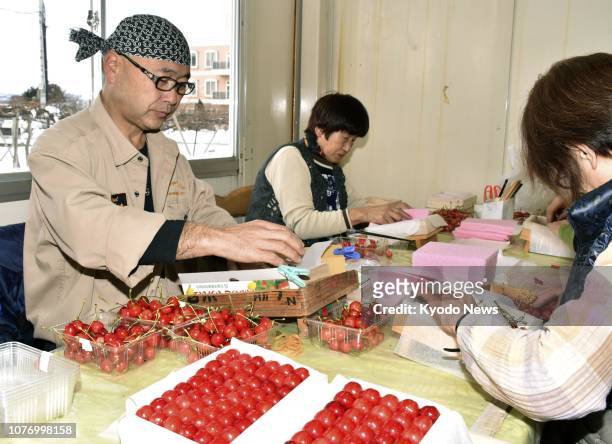 Workers prepare high-grade Sato Nishiki cherries for the year's first shipment in Tendo, Yamagata Prefecture, northeastern Japan, on Jan. 4, 2019....
