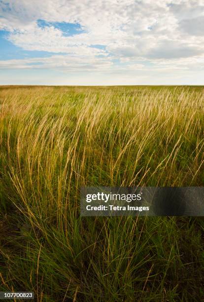 usa, south dakota, buffalo gap national grasslands, prairie grass - national grassland stock pictures, royalty-free photos & images