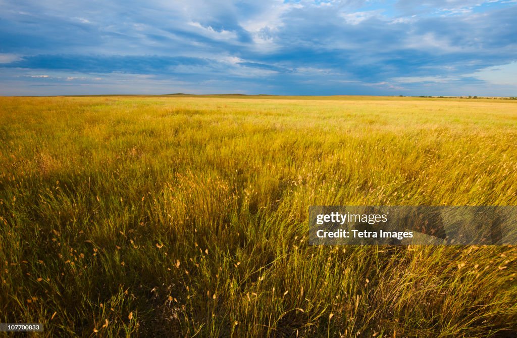 USA, South Dakota, Buffalo Gap National Grasslands, Yellow prairie grass