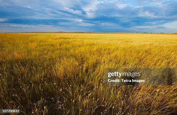 usa, south dakota, buffalo gap national grasslands, yellow prairie grass - dakota du sud photos et images de collection