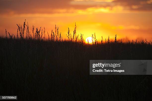 usa, south dakota, buffalo gap national grasslands, sunset above prairie - prairie grass stock pictures, royalty-free photos & images