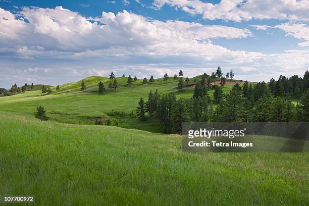 usa, south dakota, meadow in custer state park - grass area stock pictures, royalty-free photos & images
