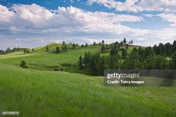 usa, south dakota, meadow in custer state park - custer stock pictures, royalty-free photos & images