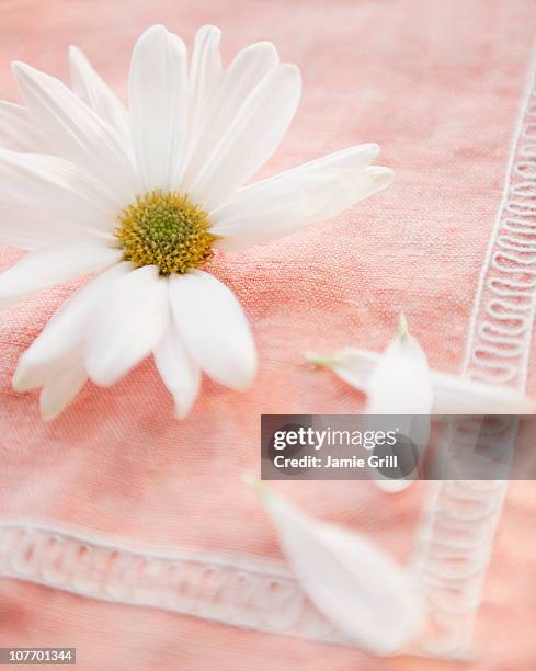 daisy flower with petals on tablecloth, close-up - 花びら占い ストックフォトと画像
