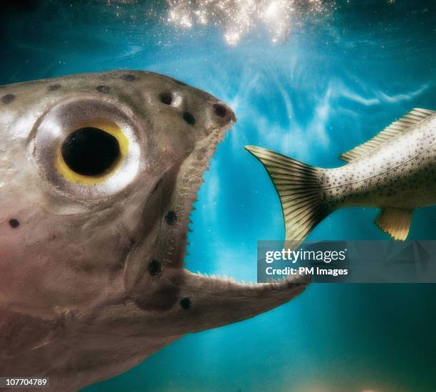 Open Fish 2,610 Open Mouth Fish Stock Photos, High-Res Pictures, and Images ...