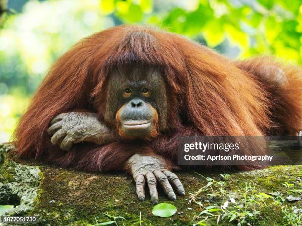 orang utan kalimantan looking at camera - orangutan stock pictures, royalty-free photos & images