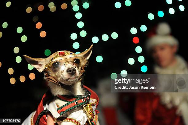 The dog attends the 2010 Toys for Dogs holiday party at Greenhouse on December 20, 2010 in New York City.