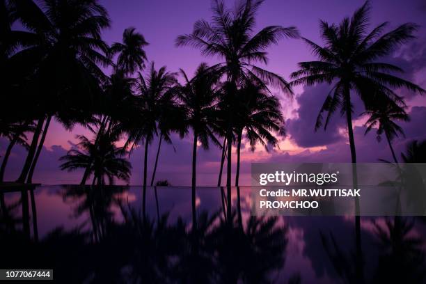 reflection palm trees silhouettes on tropical beach at sunrise time. - tropical sunsets stock pictures, royalty-free photos & images