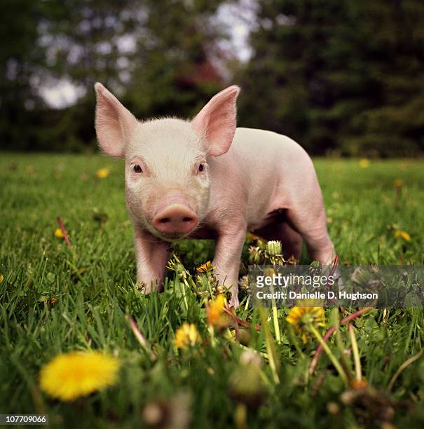 yorkshire piglet on an iowan farm - einzelnes tier stock-fotos und bilder
