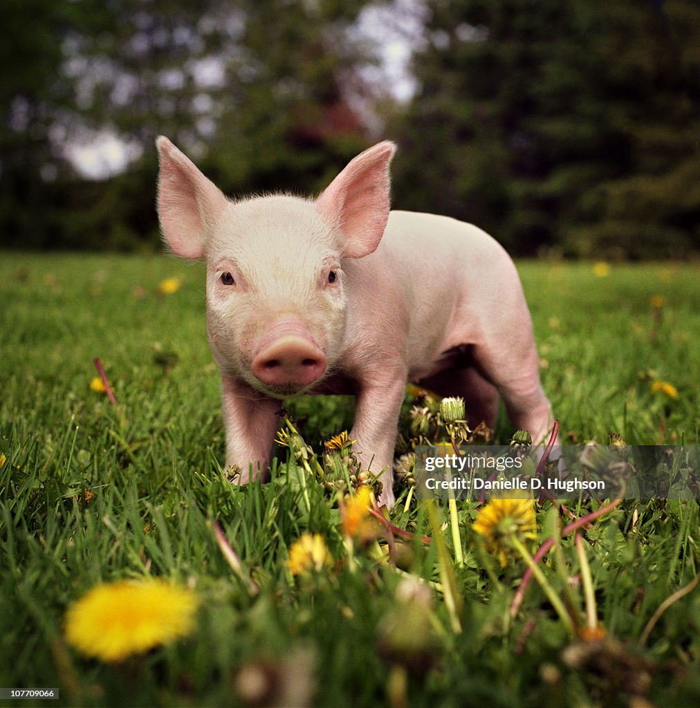 Yorkshire piglet on an Iowan farm