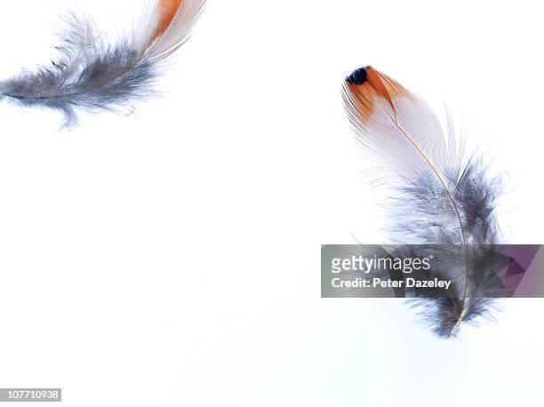 feathers floating in the wind - federn stock-fotos und bilder