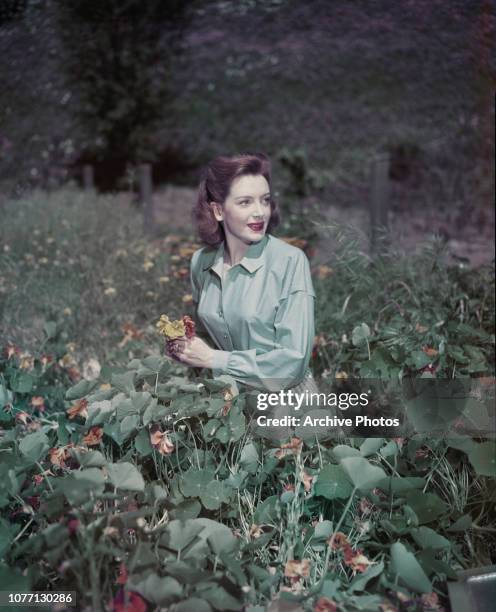 Scottish actress Deborah Kerr picking nasturtiums, circa 1950.