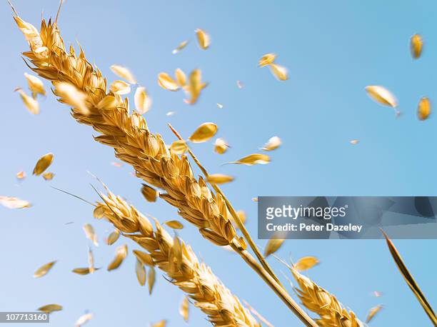 ear of wheat blowing in the wind - gewas stockfoto's en -beelden