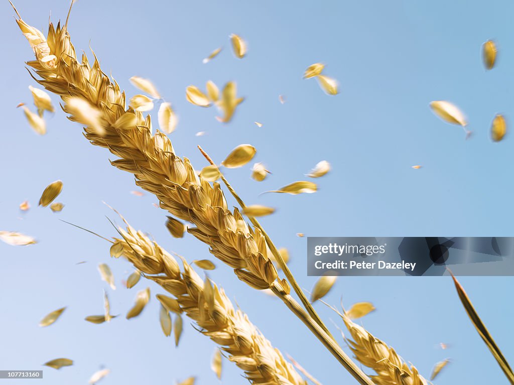 Ear of wheat blowing in the wind
