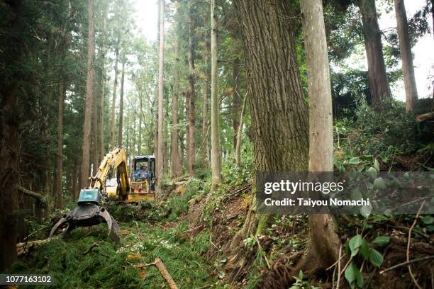 senior men driving heavy machinery and moving timber - 林業機械 ストックフォトと画像