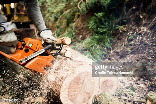 a lumber cutting a tree with a chain saw - holzfäller stock-fotos und bilder
