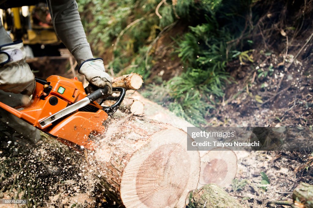 A lumber cutting a tree with a chain saw