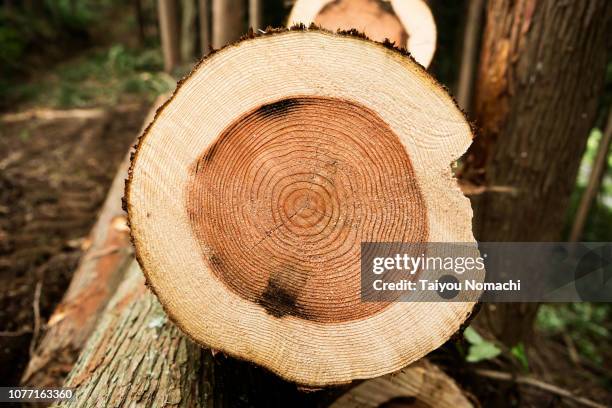 logs in forest - construction circle stockfoto's en -beelden