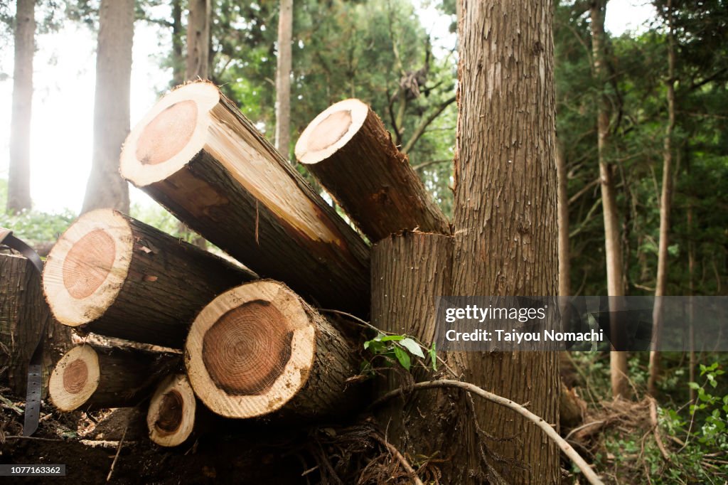 Aligned logs