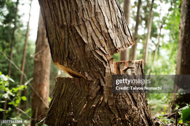 a tree that will collapse - adversidad fotografías e imágenes de stock