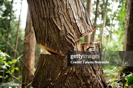 A tree that will collapse A tree that will collapse