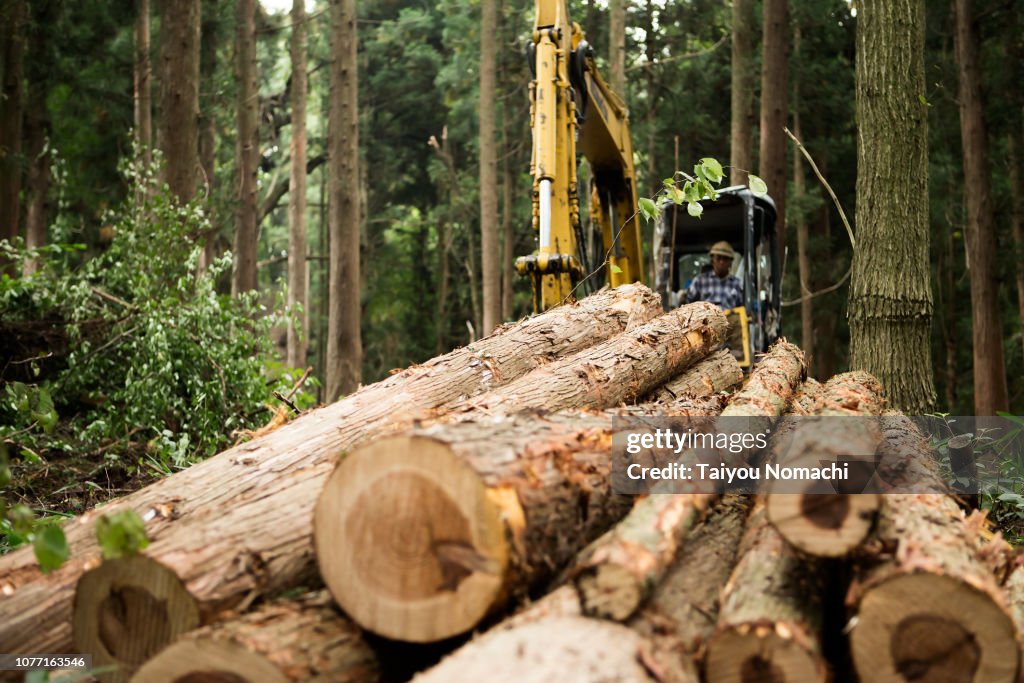 Logs in forest