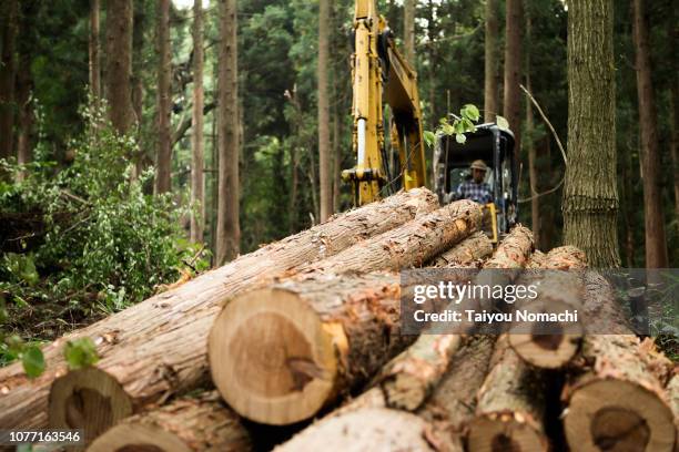 logs in forest - deforestation stockfoto's en -beelden