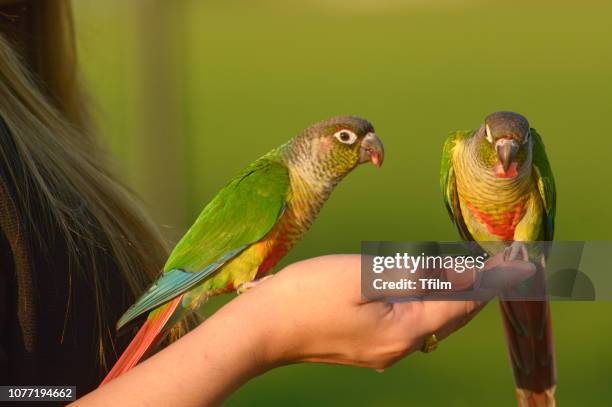lovely beautiful parrot, green cheek conure. - parakeet stock pictures, royalty-free photos & images