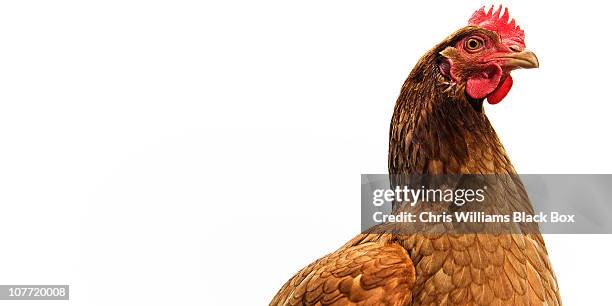 brown shaver free range hen - hen stock pictures, royalty-free photos & images