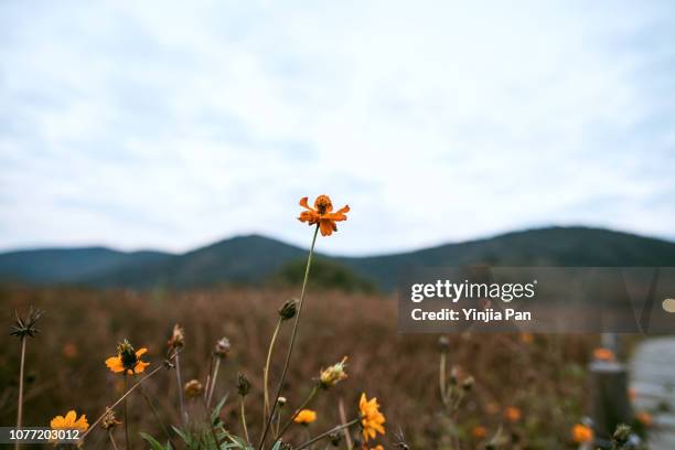 close-up of a daisy flower - wilting daisy stock pictures, royalty-free photos & images