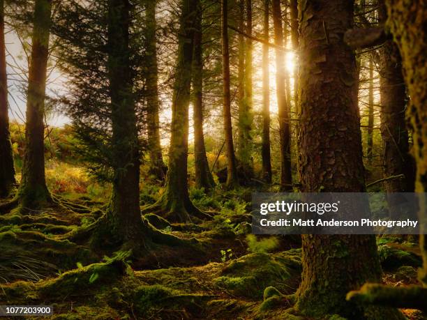 ireland forest #2 - county kerry stock pictures, royalty-free photos & images