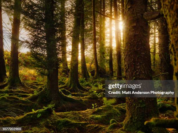 ireland forest #2 - county tipperary imagens e fotografias de stock