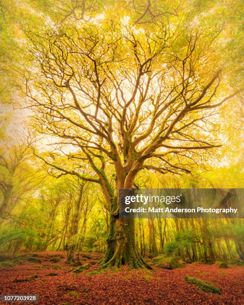 reach barna woods - majestic tree stock pictures, royalty-free photos & images