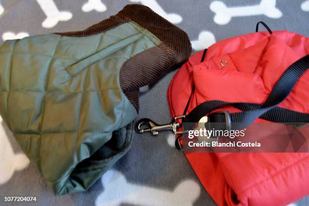 dog coats and safety belt - dog coat stock pictures, royalty-free photos & images