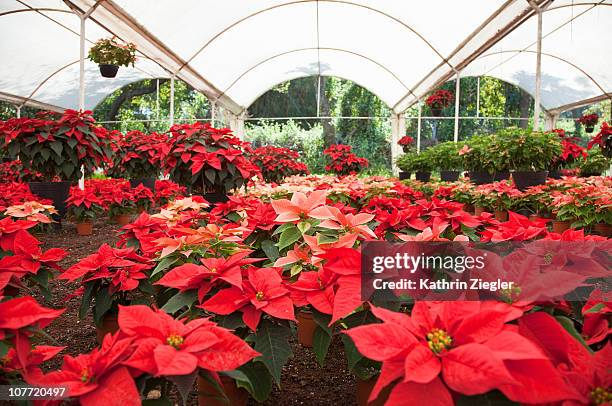 garden store with poinsettias - morelos stock pictures, royalty-free photos & images