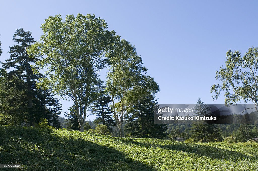 Trees in the mornig sun