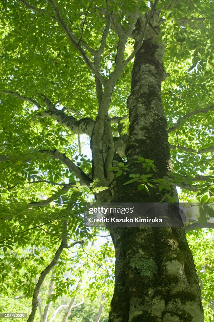 A trunk of beech