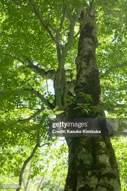 a trunk of beech - kazuko kimizuka stock pictures, royalty-free photos & images